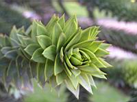 Araucaria, Araucaria araucana (Chili, Argentine) (Photo F. Mrugala) (2)